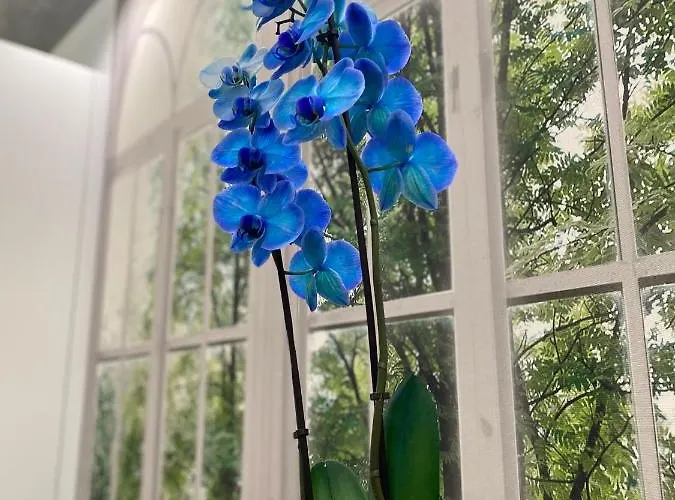 Olympic לינה וארוחת בוקר